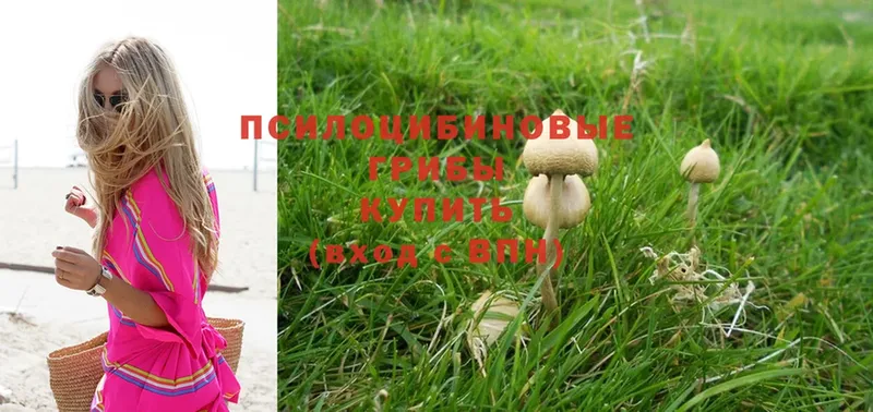 Галлюциногенные грибы Magic Shrooms  kraken как зайти  Балтийск  где купить наркотик 