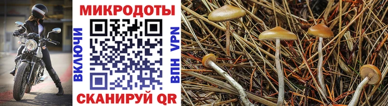 Псилоцибиновые грибы Psilocybe  blacksprut   Балтийск 